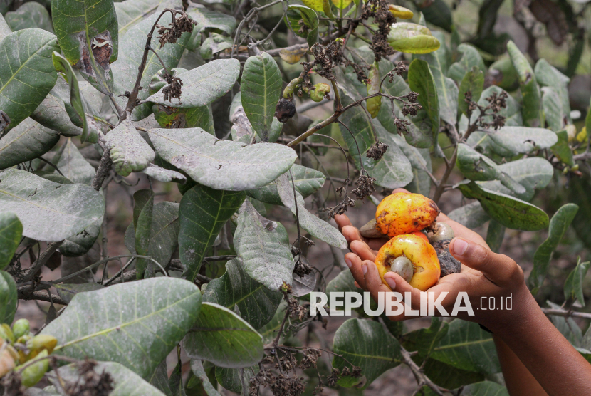 Abu Vulkanis Gunung Lewotobi Rusak Tanaman Pertanian Warga