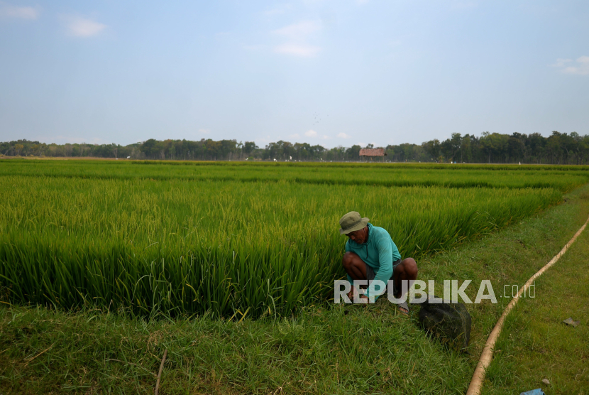 Kementerian Pertanian (Kementan) menggelar pameran dan bazar dengan tema Gebyar Agrostandar. (ilustrasi)