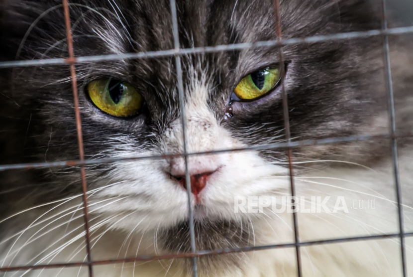 Seekor kucing milik warga melihat keluar dari kandang jasa penitipan hewan peliharaan di Lhokseumawe, Aceh, Rabu (27/4/2022). Banyak kasus anabul jatuh sakit setelah grooming.