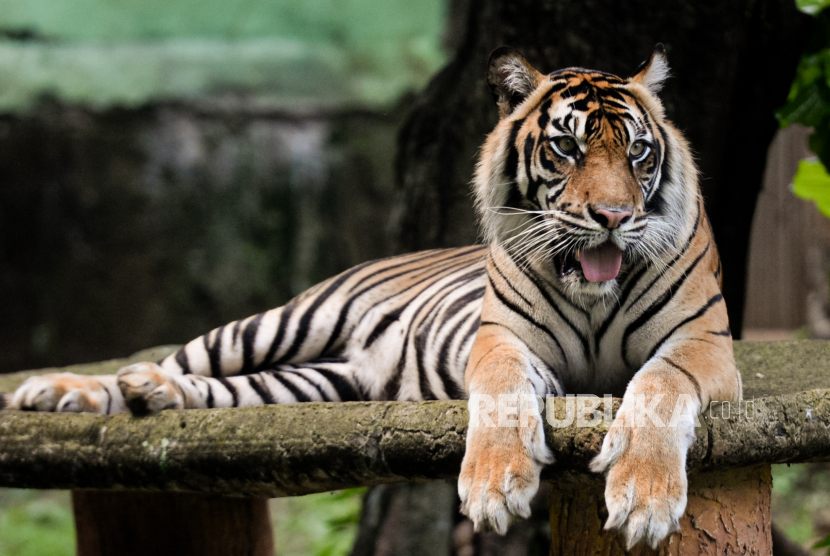 Harimau. Pekerja taman safari di Chile tewas setelah diserang harimau.