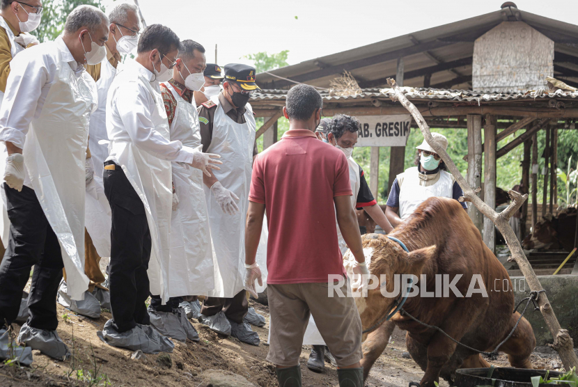 Menteri Pertanian Syahrul Yasin Limpo (kedua kiri) bersama Bupati Gresik Fandi Akhmad Yani (ketiga kiri) meninjau sapi yang terjangkit Penyakit Mulut dan Kuku di salah satu peternakan di Desa Sembung, Gresik, Jawa Timur, Selasa (10/5/2022). Kementerian Pertanian bersama dinas terkait akan memproduksi vaksin untuk menangani wabah PMK yang telah menjangkit ribuan sapi di Gresik, Lamongan, Mojokerto, dan Sidoarjo. 