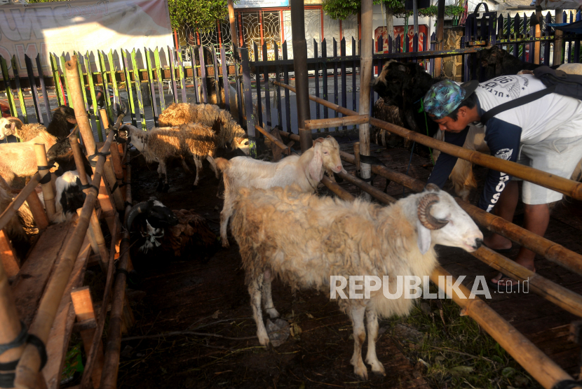 Pedagang hewan kurban memeriksa domba, ilustrasi. Dinas Peternakan (Distan) Kabupaten Cirebon, Jawa Barat, memastikan stok hewan kurban di daerah itu masih aman, karena populasi masih berlimpah terutama domba.