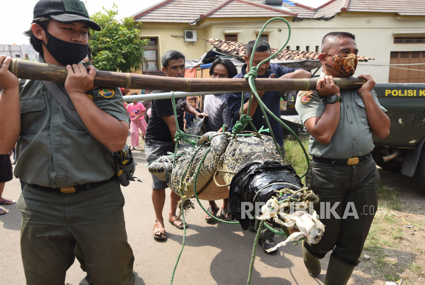 Petugas Balai Konservasi Sumber Daya Alam (BKSDA) Banten bersama warga mengevakuasi buaya muara (Crocodylus porosus) yang baru tertangkap di aliran Sungai Cidanau Kampung Ciparay, Cinangka, Serang, Banten, Senin (13/7/2020). 