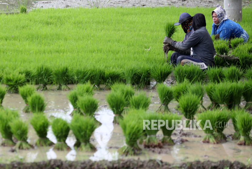 Petani menyiapkan bibit padi jenis ciherang pada musim tanam akhir 2023 di Aceh Besar, Aceh, Rabu (4/10/2023). Kementerian Pertanian melalui pemerintah daerah mendorong para petani terutama di kawasan persawahan yang terkoneksi dengan aliran irigasi untuk meningkatkan produksi beras sebagai upaya menutupi penurunan produksi beras nasional yang diperkirakan mencapai 1,5 juta ton beras akibat fenomena El Nino di sebagian besar wilayah Indonesia.  