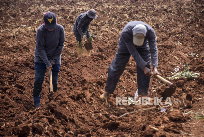 Sejumlah petani menggarap lahan untuk ditanam tebu di areal perkebunan di Desa Pasirbungur, Kecamatan Purwadadi, Kabupaten Subang.