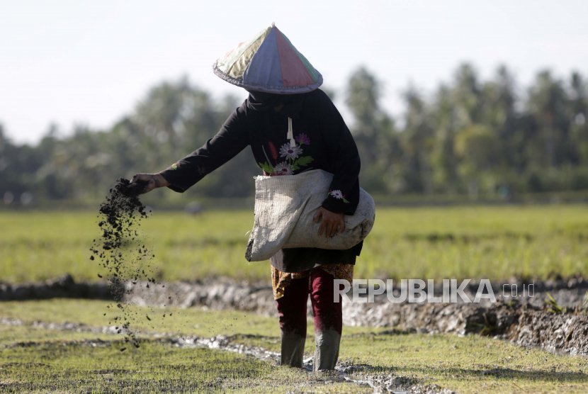  PT Pupuk Indonesia (Persero) menyebut salah satu tantangan sektor pertanian saat ini masih pada persoalan borosnya penggunaan pupuk oleh petani. (ilustrasi).