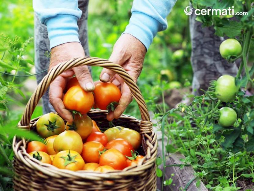 10 Tanaman Pertanian yang Mudah Ditanam dan Menguntungkan