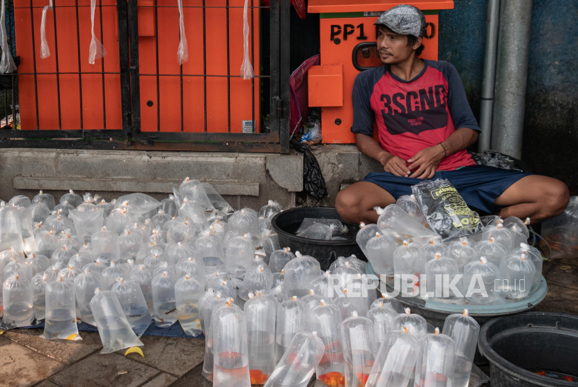 Pedagang ikan hias menunggu dagangannya pasar ikan hias di kawasan Jatinegara, Jakarta Timur.