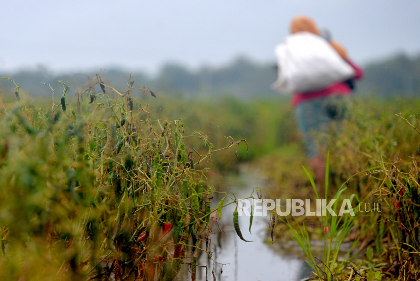 Badan Penanggulangan Bencana Daerah (BPBD) Daerah Istimewa Yogyakarta mengimbau petani setempat memperhatikan jenis tanaman yang hendak ditanam untuk mencegah potensi kegagalan panen selama musim kema