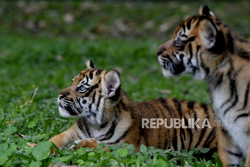 Dua bayi Harimau Sumatera (Panthera tigris sumatrae). Harimau jawa telah dinyatakan punah sejak 1980-an. Dulu, Panthera tigris sondaica merupakan karnivor terbesar yang pernah hidup di Pulau Jawa.