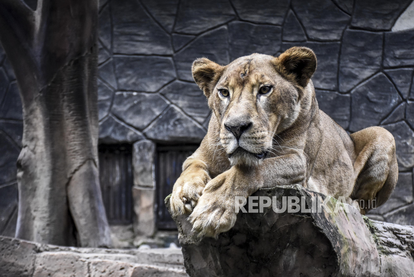 Tujuh singa dilaporkan kabur dari Taman Safari Ingogodekat, Kota Louis Trichardt (Foto: ilustrasi singa)