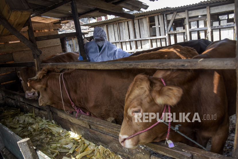 Petugas Dinas Ketahanan Pangan dan Pertanian (DKPP) Kota Bandung memeriksa kesehatan hewan sapi di salah satu lokasi penjulan hewan kurban di Sukahaji, Kecamatan Babakan Ciparay, Kota Bandung, Selasa (17/5/2022). Pemeriksaan tersebut guna mencegah dan mengantisipasi penyebaran wabah penyakit mulut dan kuku (PMK) pada hewan ternak yang sudah merebak di sejumlah daerah. Kebutuhan Sapi Qurban Batam Dipasok dari Natuna
