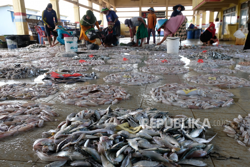 Sejumlah nelayan mengumpulkan ikan hasil tangkapan di Tempat Pelelangan Ikan (TPI) Tawang, Rowosari, Kendal, Jawa Tengah, Kamis (8/7/2021). Menurut pedagang ikan sejak Pemberlakuan Pembatasan Kegiatan Masyarakat (PPKM) Darurat COVID-19, harga ikan turun hingga 25 persen karena permintaan pasar menurun dan terkendala pengiriman ke sejumlah daerah. 