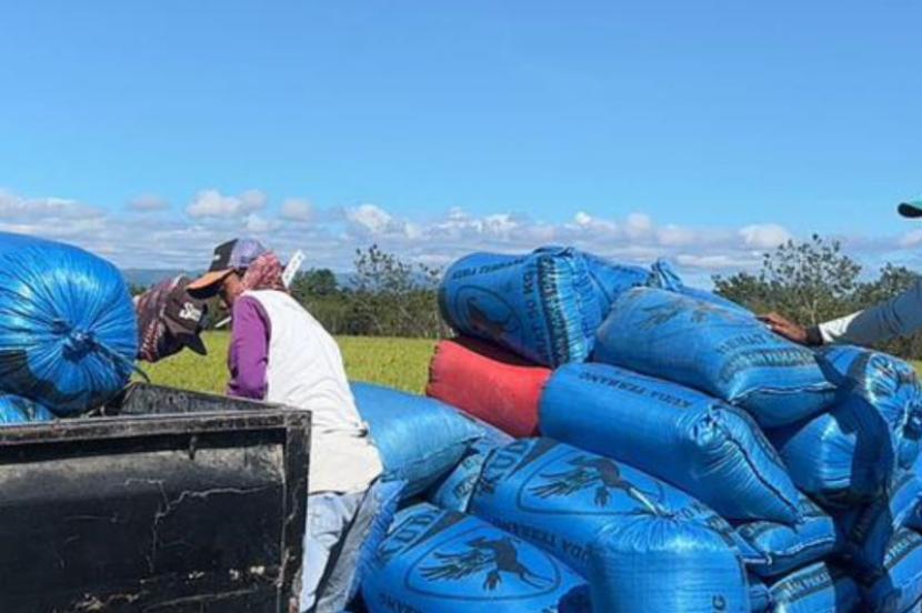 Bulog Maluku serap 3,9 ton gabah di Pulau Buru.