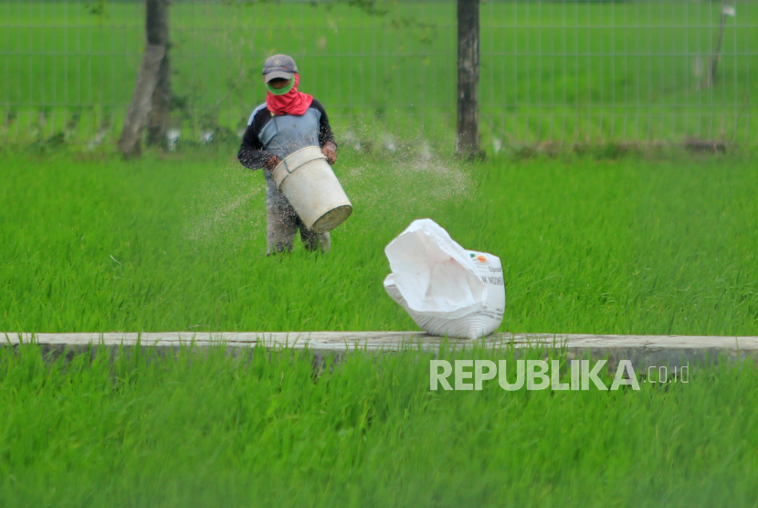 Petani menebar pupuk di areal sawah desa Brondong, Kecamatan Pasekan, Indramayu, Jawa Barat, Jumat (8/1). Kementerian Pertanian (Kementan) menjamin ketersediaan pupuk bersubsidi tahun 2021. Itu dilakukan lewat penambahan alokasi pupuk bersubsidi menjadi 9 juta ton plus 1,5 juta liter pupuk organik cair. Adapun pada tahun 2020 total alokasi sebanyak 8,9 juta ton.