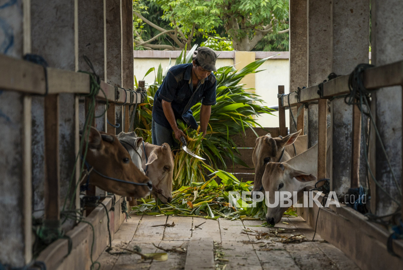 Harga hewan ternak di Bantul naik 30 persen, baik sapi dan kambing.