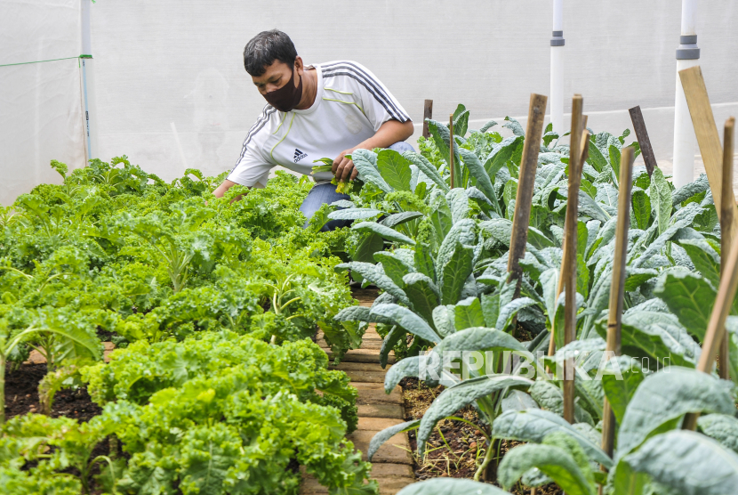 Pekerja melakukan perawatan sayuran kale yang ditanam dengan sistem pertanian organik, Pertanian menjadi andalan di masa pandemi.