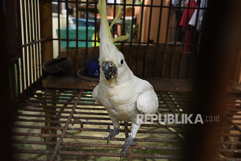 Burung Kakatua Jambul Kuning (Cacatua sulphurea) diamankan petugas saat akan diperjualbelikan (ilustrasi)