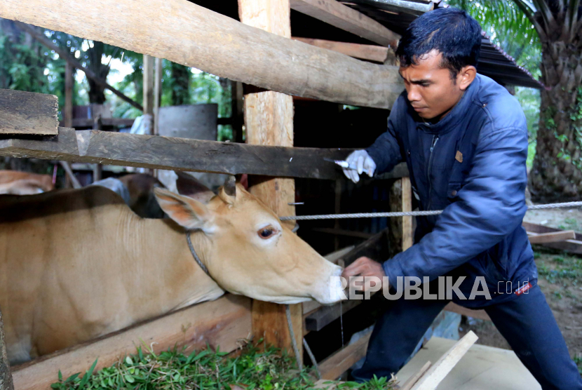 Petugas kesehatan hewan memeriksa kesehatan hewan ternak (ilustrasi)