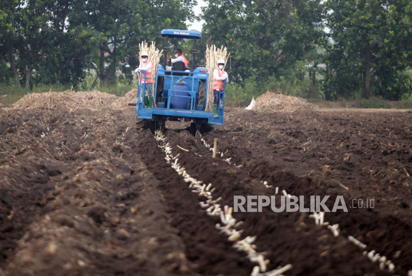 Pekerja menanam tebu menggunakan traktor di perkebunan Temugiring PTPN X Batankrajan, Kecamatan Gedeg, Mojokerto, Jawa Timur, Senin (10/10/2022). 