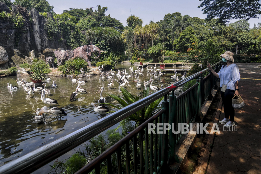 Pengunjung memotret burung pelikan di Taman Margasatwa Ragunan, Jakarta. Taman Margasatwa Ragunan kembali dibuka untuk umum pada masa Pembatasan Sosial Berskala Besar (PSBB) transisi dengan membatasi pengunjung serta melarang kunjungan bagi anak di bawah usai 10 tahun dan lansia di atas 60 tahun. Republika/Putra M. Akbar
