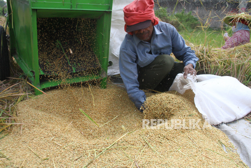 Petani memanen padi di sebuah area persawahan di Blimbing, Malang, Jawa Timur, Senin (5/10/2020). Badan Pusat Statistik (BPS) memproyeksikan, ketersediaan beras di Indonesia akan mengalami kelebihan lebih dari dua juta ton ton sampai akhir tahun.