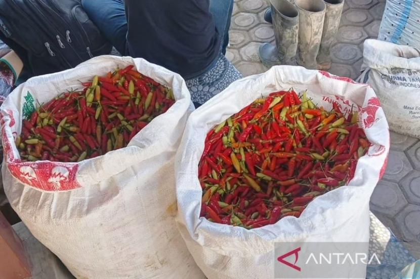 Petani Aceh Tengah Pikul Cabai ke Lhokseumawe Akibat Jalan Putus