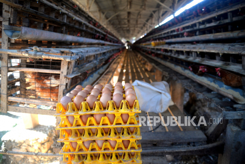 Tumpukan telur ayam negeri di Peternakan Ayam Petelur Abang AE, Sleman, Yogyakarta, Selasa (16/5/2023). Kepala Badan Pangan Nasional (Bapanas) Arief Prasetyo Adi menyampaikan realisasi bantuan pangan telur dan daging ayam kepada 1,4 juta keluarga risiko stunting (KRS) telah mencapai 69 persen.