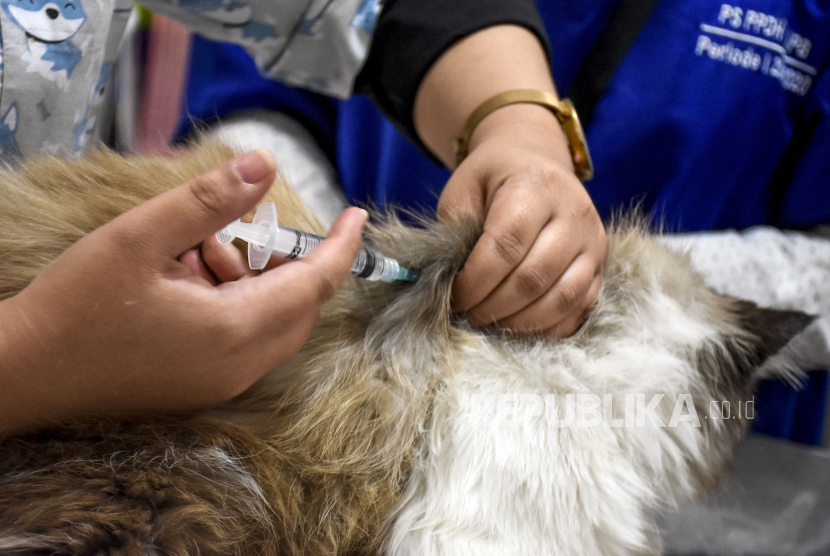 Petugas kesehatan menyuntikkan vaksin rabies gratis bagi hewan peliharaan (ilustrasi). Foto: Abdan Syakura/Republika
