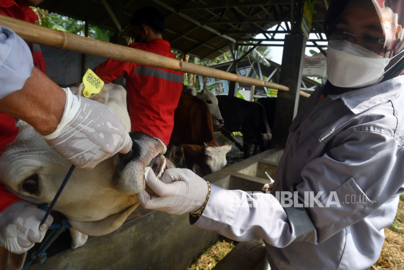 Petugas Dinas Ketahanan Pangan dan Pertanian (DKPP) Kota Bogor memeriksa kesehatan hewan ternak sapi saat vaksinasi penyakit mulut dan kuku (PMK) dosis kedua di Bangun Tani Hias, Kelurahan Katulampa, Kota Bogor, Jawa Barat, Selasa (2/8/2022). DKPP Kota Bogor mulai melakukan vaksinasi PMK dosis kedua dengan jumlah sebanyak 500 dosis yang diprioritaskan untuk hewan ternak yang telah divaksin dosis pertama. 
