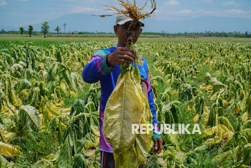 Pertanian Tembakau di Lumajang Terdampak Kemarau Basah