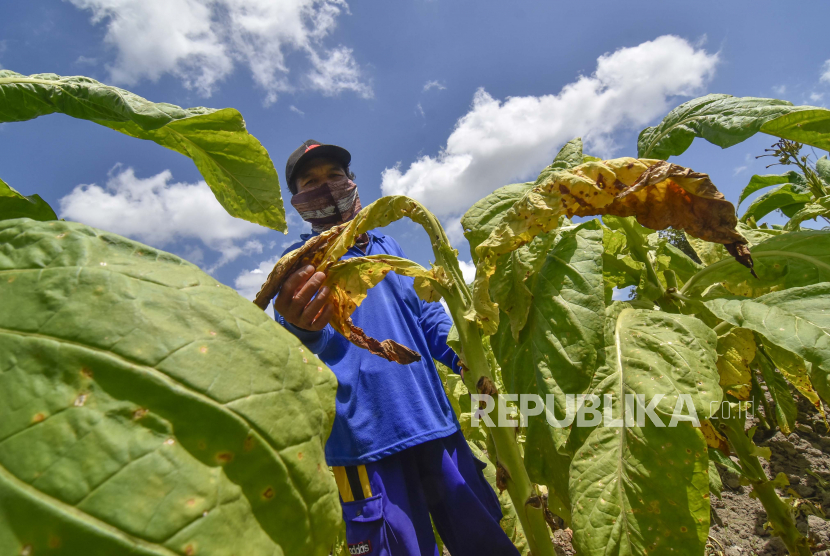 Warga memetik daun tembakau yang rusak di Desa Rarang Selatan, Kecamatan Terara, Selong, Lombok Timur, NTB, Rabu (8/9/2021) (ilustrasi).
