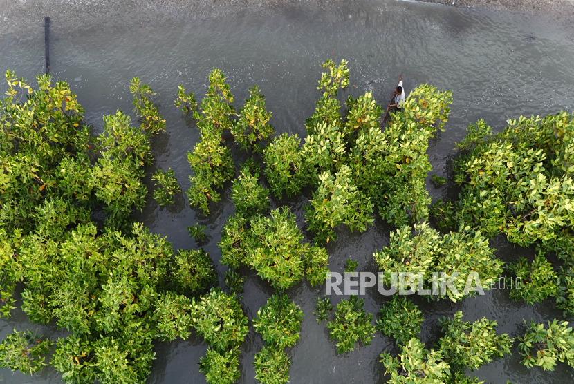 Kawasan konservasi mangrove. ilustrasi