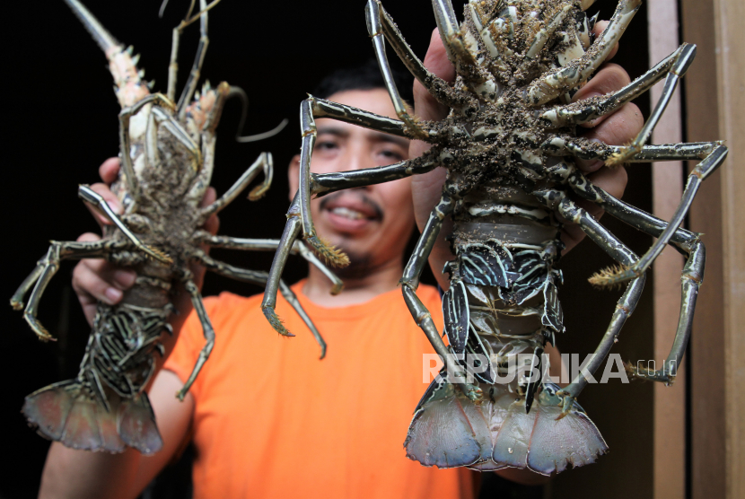 Pedagang menunjukan lobster jenis bambu di Kendari, Sulawesi Tenggara, Jumat (18/12). Harga lobster mengalami kenaikan menjelang Natal dan perayaan Tahun Baru 2021 dari Rp120 ribu per kilogram menjadi Rp300 ribu per kilogram. 