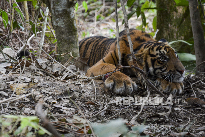 Seekor anak Harimau Sumatera (Panthera Tigris Sumatrae)  terkena jerat di Desa Gulo, Darul Hasanah, Aceh Tenggara, Aceh,  Sabtu (23/1/2021). 