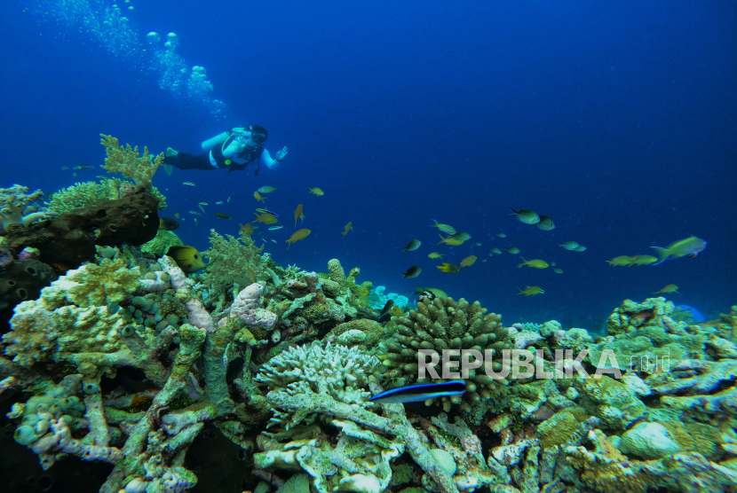 Wisatawan menikmati keindahan bawah laut di Pulau Tomia, Wakatobi, Sulawesi Tenggara, Senin (6/5/2024). 