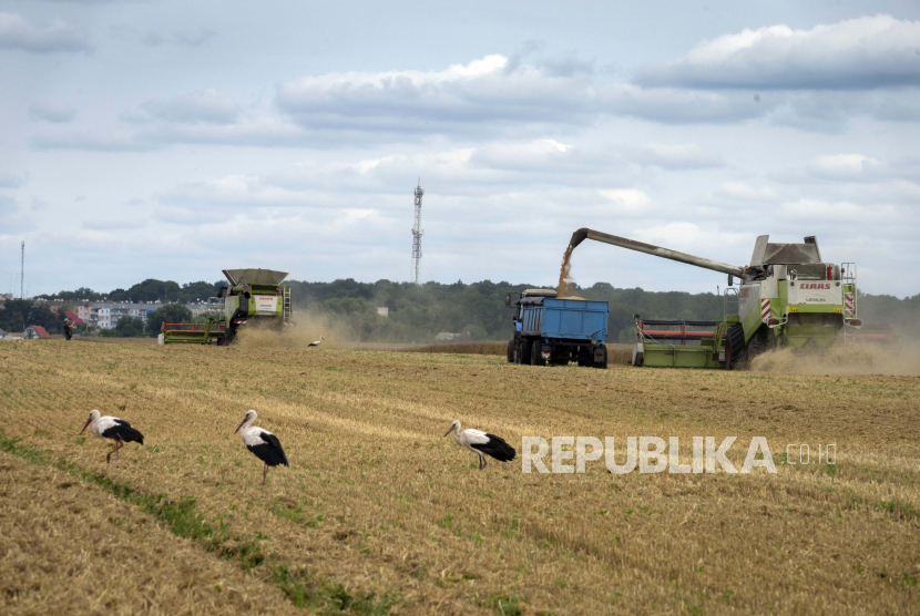 Bangau berjalan di depan pemanen di ladang gandum di desa Zghurivka, Ukraina. Polandia dan Hongaria melarang impor produk biji-bijian serta pertanian dari Ukraina.