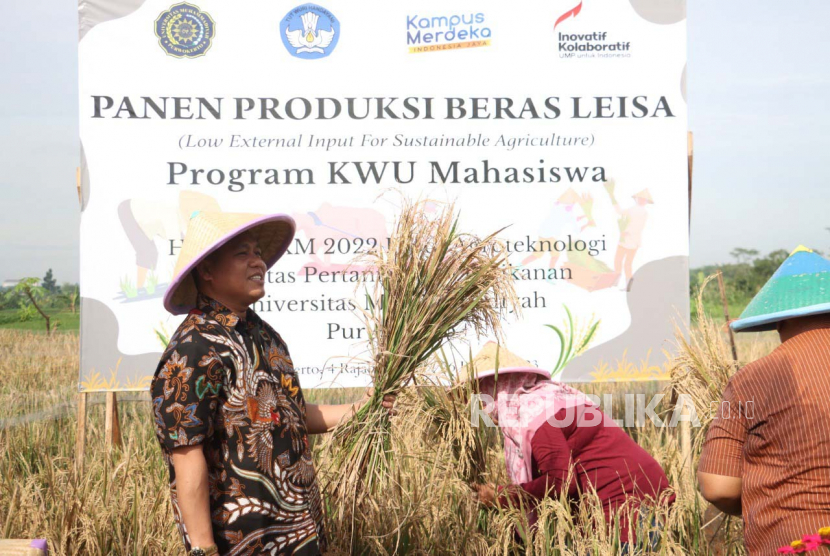 Fakultas Pertanian dan Perikanan (FPP) Universitas Muhammadiyah Purwokerto (UMP) melakukan panen perdana produksi beras Low External Input Sustainable Agriculture (LEISA) di lahan percobaan Desa Karangsari, Kecamatan Kembaran, Banyumas, Kamis, (26/1/2023). 