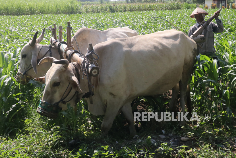 Pekerja membajak lahan jagung menggunakan tenaga sapi di Desa Bulupasar, Kediri, Jawa Timur, Rabu (29/9/2021). Bajak sawah bertenaga sapi menjadi pilihan petani karena tidak memungkinkan menggunakan traktor untuk menggemburkan tanah di sela-sela tanaman jagung. 