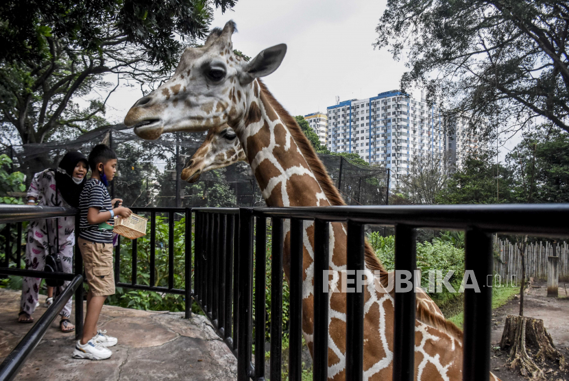 Kandang satwa di Bandung Zoological Garden, Kota Bandung, Jawa Barat. Perlu strategi untuk bisa memotret satwa agar hasilnya dapat memikat juri lomba foto.