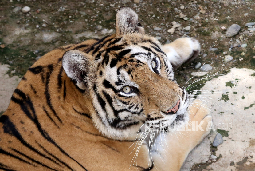 Harimau Sumatra Ilustrasi Pekerja yang duel lawan harimau di Pelalawan Riau berhasil selamat 