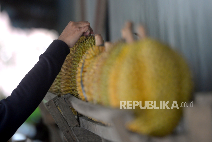 Pembeli memilih durian di desa penghasil durian Banjaroyo, Kulonprogo, Yogyakarta, Senin (11/12/2023). 
