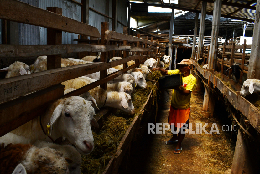 Pekerja memberi pakan pada ternak domba. DPKP Pemkab Tangerang mengawasi pengambilan sampel pakan ternak untuk jaga mutu.