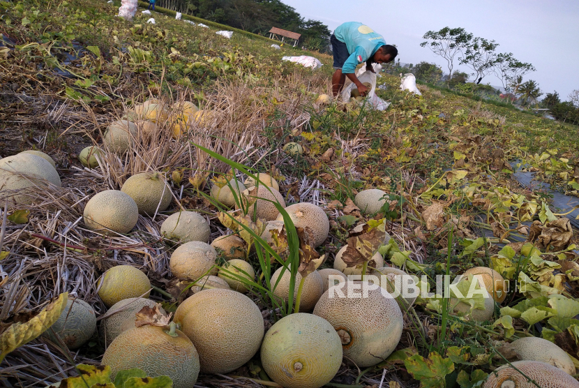 Petani memanen buah melon (ilustrasi). Petani asal Cilegon, Banten, Ali Muiz bisa meraup laba dua kali lipat dari biaya produksi menanam melon. Ia mengaku dengan modal Rp 11 juta bisa meraih untung Rp 23,5 juta.