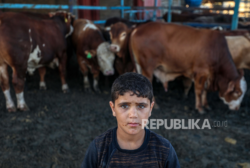  Seorang bocah Palestina berpose untuk foto-foto di sebelah hewan kurban di pasar ternak di Jalur Gaza (ilustrasi).