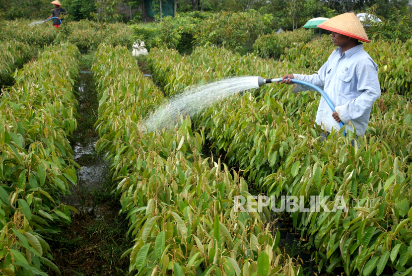 Petani menyiram bibit tanaman durian (ilustrasi).