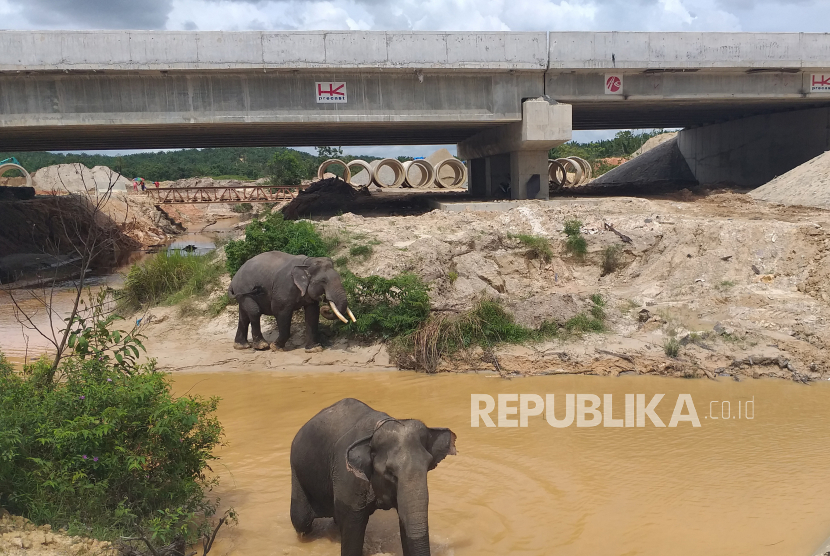 Sejumlah gajah Sumatera (elephas maximus sumatranus) melintasi terowongan di bawah jalur Tol Pekanbaru-Dumai, Provinsi Riau, pada 10 Februari 2020.