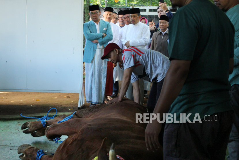 Gubernur Jawa Barat Ridwan Kamil meninjau pemotongan hewan kurban yang digelar Rumah Amal Salman di sekitar Masjid Salman ITB, Kota Bandung, Kamis (29/6/2023). 