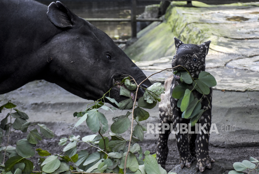Seekor anak tapir tenuk tengah makan bersama induknya di Kebun Binatang Bandung (Bandung Zoological Garden/Bazooga), Kota Bandung, Rabu (5/10/2022).