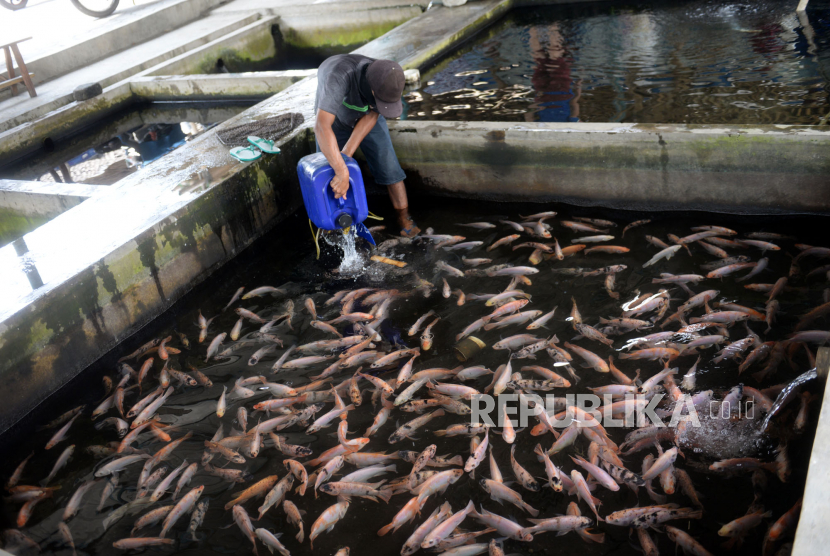  Manfaat Makan Ikan. Foto: Pedagang menambah stok ikan di kolam penampungan Pasar Ikan Segar Nogotirto, Gamping, Sleman, Yogyakarta